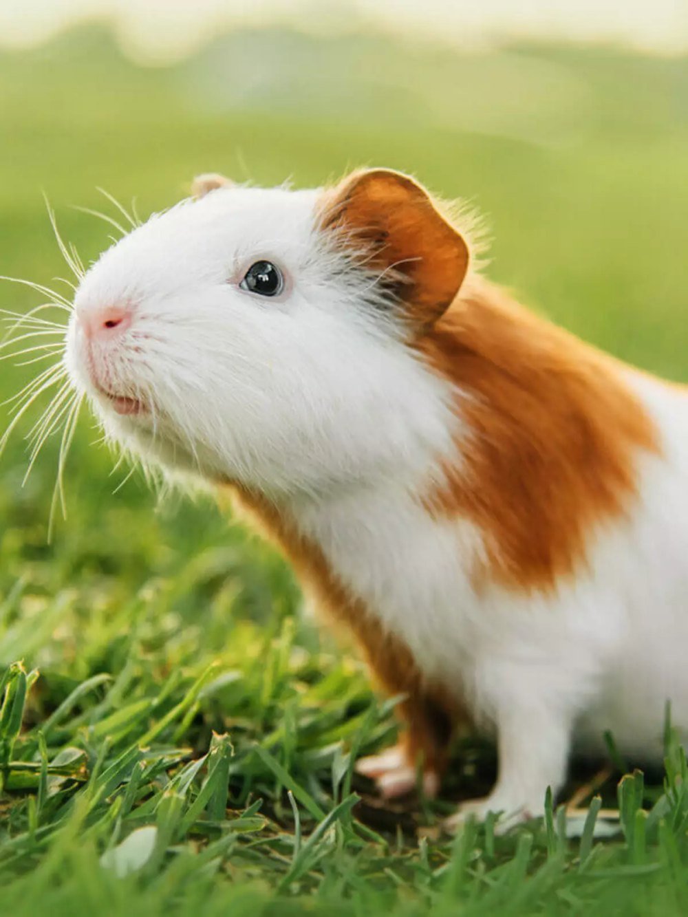 Porquinho-da-índia branco e caramelo de perfil na grama
